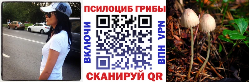 Псилоцибиновые грибы Psilocybe Окуловка